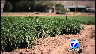 Chile Crop Has Strong Year