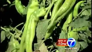 Chile crop trends for this season