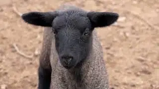 Chilean farmers power their home using sheep poop | REUTERS