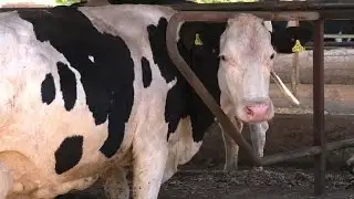 Chilean farmers turn dung into electricity