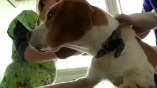 Chilean scientists create contraceptive vaccine for dogs