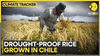 Chilean Scintists Develop Drought-Resistant Rice | WION Climate Tracker