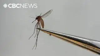 Chinese health officials warn of mosquito-borne virus outbreak
