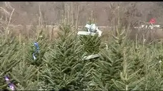 Christmas tree buying tips