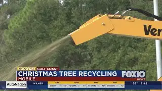 Christmas tree recycling