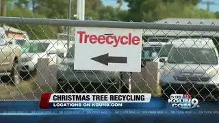 Christmas tree recycling begins Dec. 26th