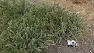 Christmas tree recycling has begun