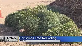 Christmas Tree Recycling Program Set To Start In City Of Denver