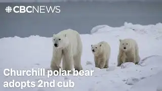 Churchill polar bear adopts 2nd cub in wild