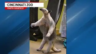 Cincinnati Zoo animal pregnant with twins
