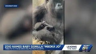 Cincinnati Zoo announces name for new baby gorilla