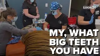 Cincinnati Zoo big cats