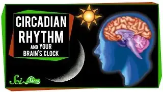 Circadian Rhythm and Your Brain