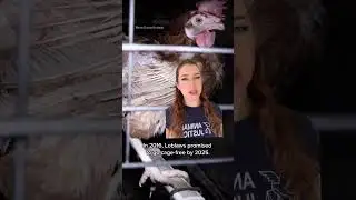 Circle K Goes Cage-Free 👏🐓