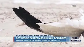 City of Lubbock reminds everyone to avoid contact with sick, dead birds