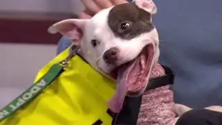 Clear the Shelters: Meet Betsy