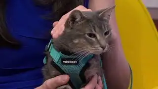 Clear the Shelters: Meet Elphaba