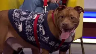 Clear the Shelters: Meet Kip