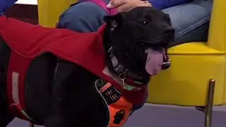 Clear the Shelters: Meet Rocky