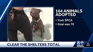 Clear the Shelters: Over 100 pets adopted at York County SPCA event