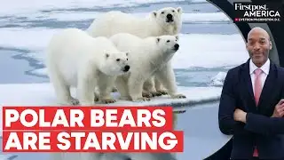 Climate Crisis: Polar Bears Risk Starvation as Arctic Ice Sheets Melt | Firstpost America