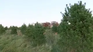 CLIMATE MATTERS: Climate puts a strain on local Christmas trees