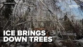 Close Call: Frozen tree almost hits news crew in Tennessee
