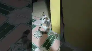 CNN Brasil vlog january19, 2026 #CNN # Brasil