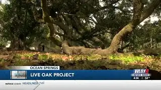 Coast Life: Passion for saving trees leads Gulfport man to create the Live Oak Project