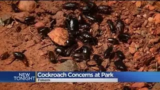Cockroach Infestation Hits Folsom Park