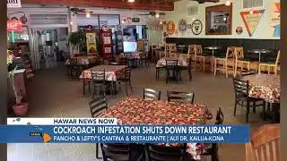 Cockroach infestation shuts down Kailua-Kona restaurant