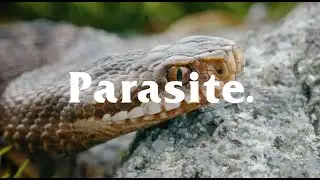 CODE AXE "Parasites" - (Lyric Video)