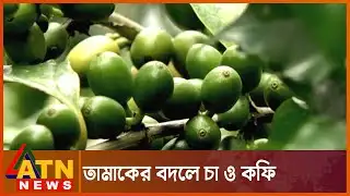 তামাকের বদলে চা ও কফি চাষের সম্ভাবনা | Coffee Cultivation In BD | ATN News