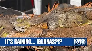 Cold snap leaves iguanas falling from trees in South Florida