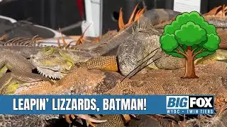 Cold snap leaves iguanas falling from trees in South Florida