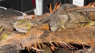 Cold snap leaves iguanas falling from trees in South Florida