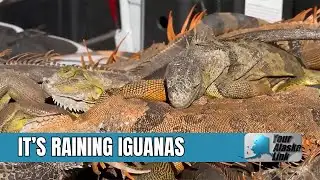 Cold snap leaves iguanas falling from trees in South Florida