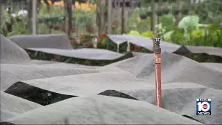 Cold snap sends local farmers scrambling to protect plants