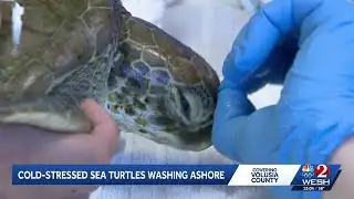 Cold-stressed sea turtles washing ashore Volusia County