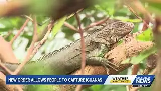 Cold-stunned iguanas prompt removal order in Florida