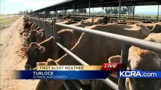 Cold temperatures affect dairy production