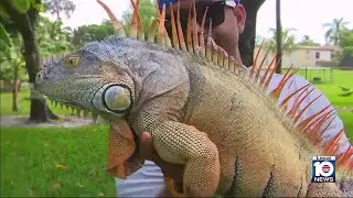 Cold temperatures provide temporary solution to South Florida iguana population