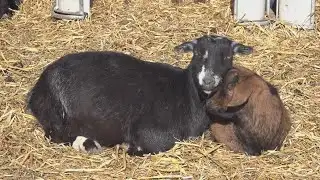 Cold weather challenges local farmers to keep animals safe