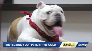 Cold weather prompts pet safety warnings in Palm Beach County