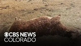 Colorado officials say cow on Jackson County ranch killed by uncollared wolf