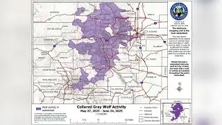 Colorado Parks and Wildlife releases June gray wolf activity map