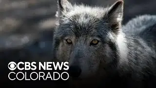 Colorado Parks and Wildlife releases new wolf activity map