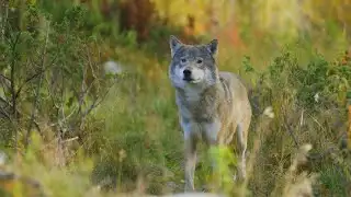 Colorado Parks & Wildlife shares ideas for wolf reintroduction plan