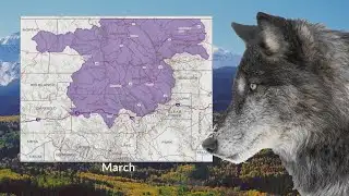 Colorado wolf movement map shows Front Range activity