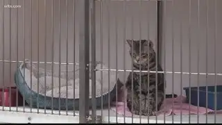 Columbia animal services has been without a vet for two years